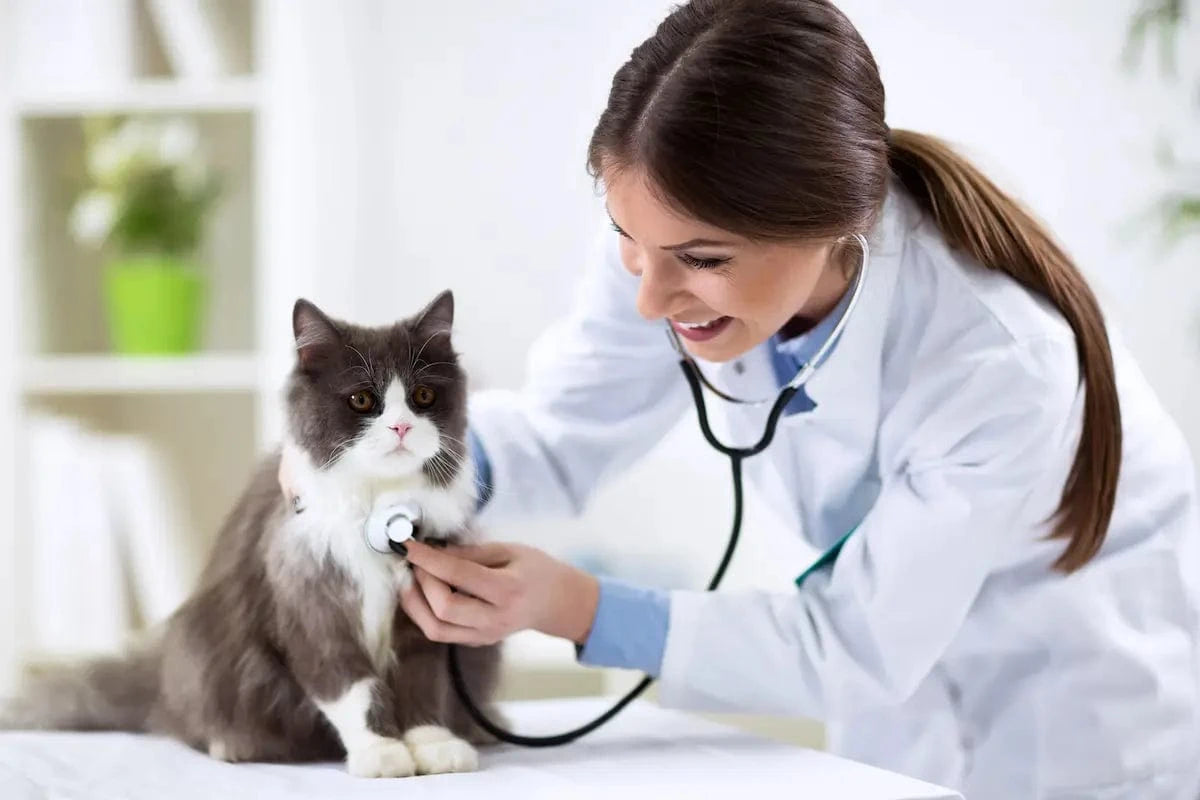 Fontaine à eau chat : Avis vétérinaires et conseils santé utiles